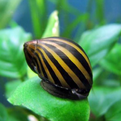 keong hias aquascape | keong Pembersih Aquarium Aquascape