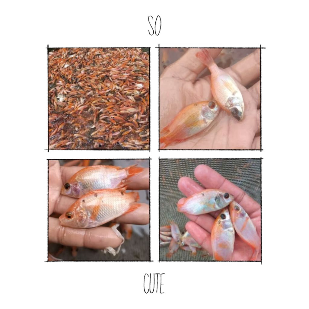 Paket Benih Ikan Nila Merah Ajib 100 Ekor