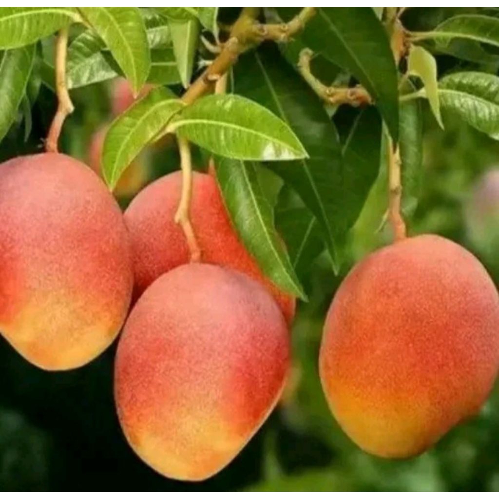 Indukan Mangga Gedong Gincu – Selalu Berbuah, Super Manis, Siap Tabulampot