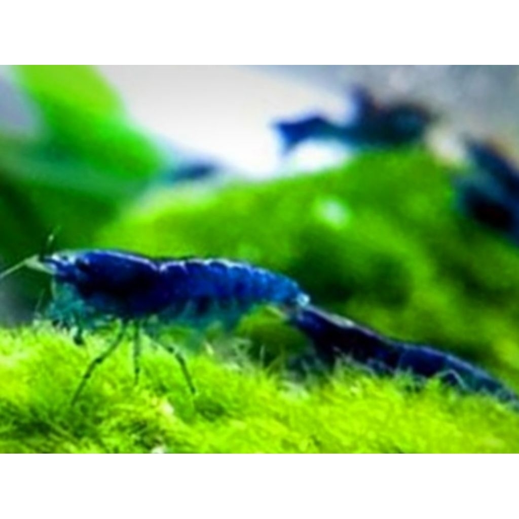 Udang Hias Air Tawar Blue Diamond Hiasan Akuarium