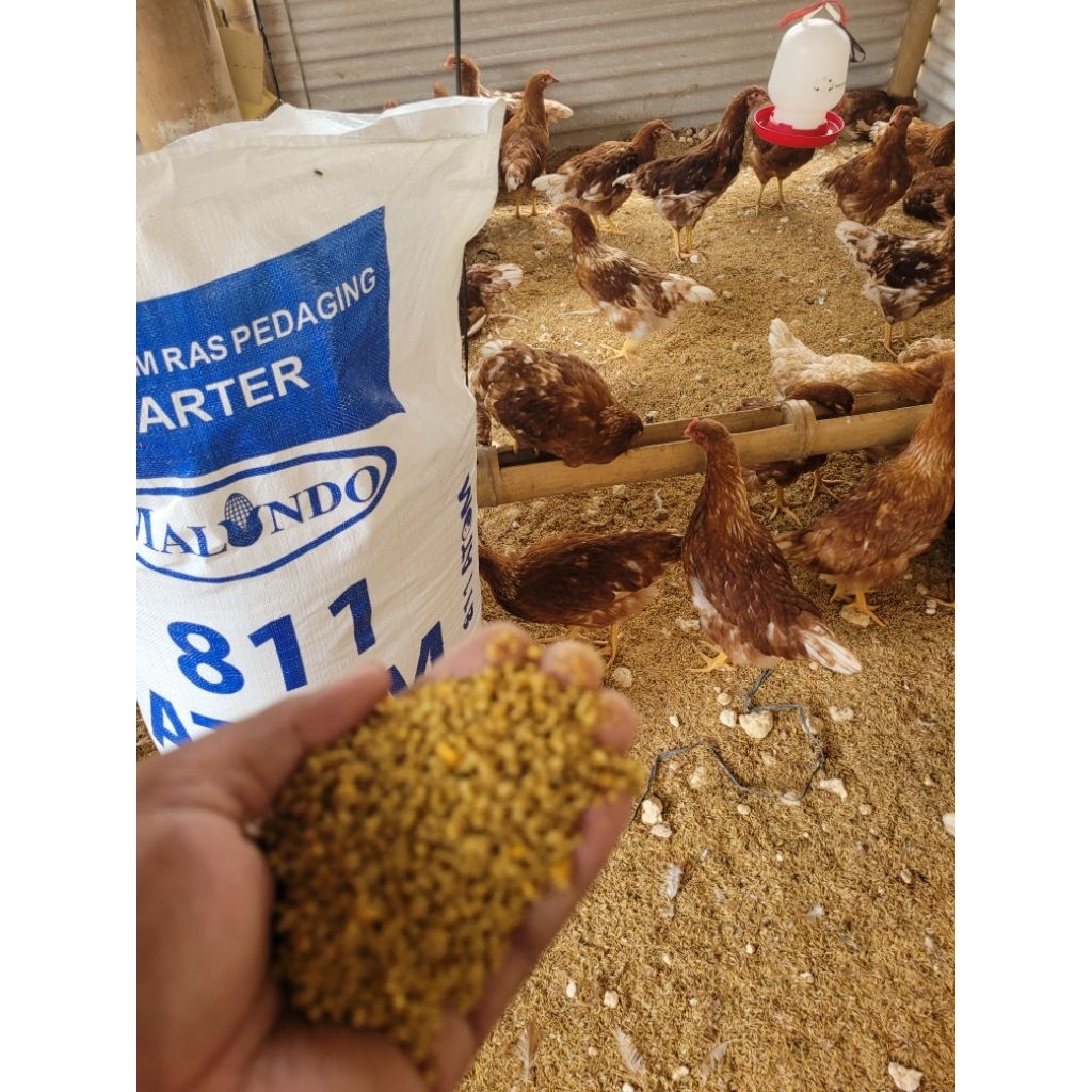 pakan grower ayam petelur protein tinggi harga per 1 karung