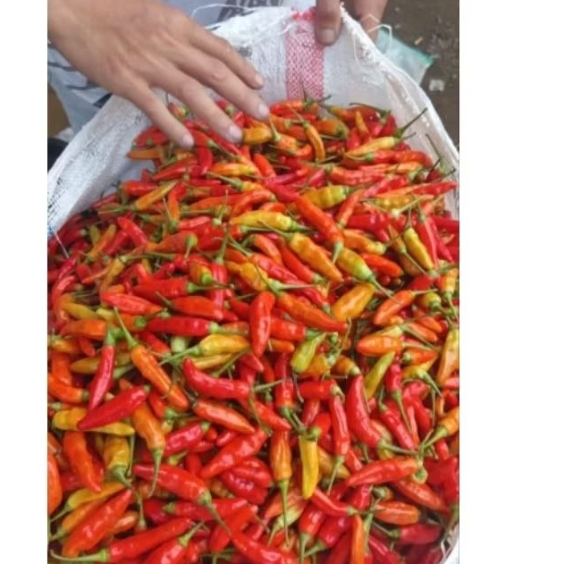 CABE RAWIT MERAH 1KG/Cabe Setan