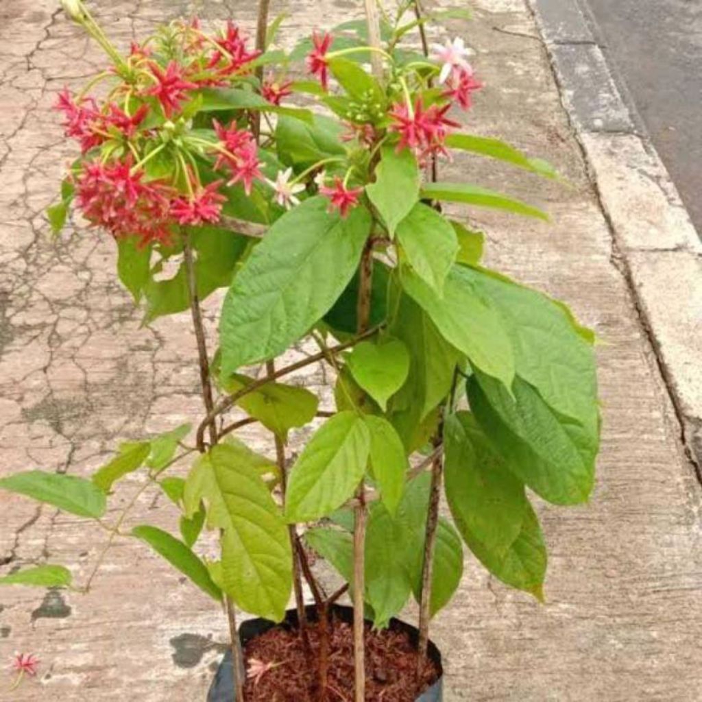 ( BISA COD ) PROMO Tanaman Rambat Melati Belanda Bunga Melati Holland Merah Tanaman Hias Melati Hola