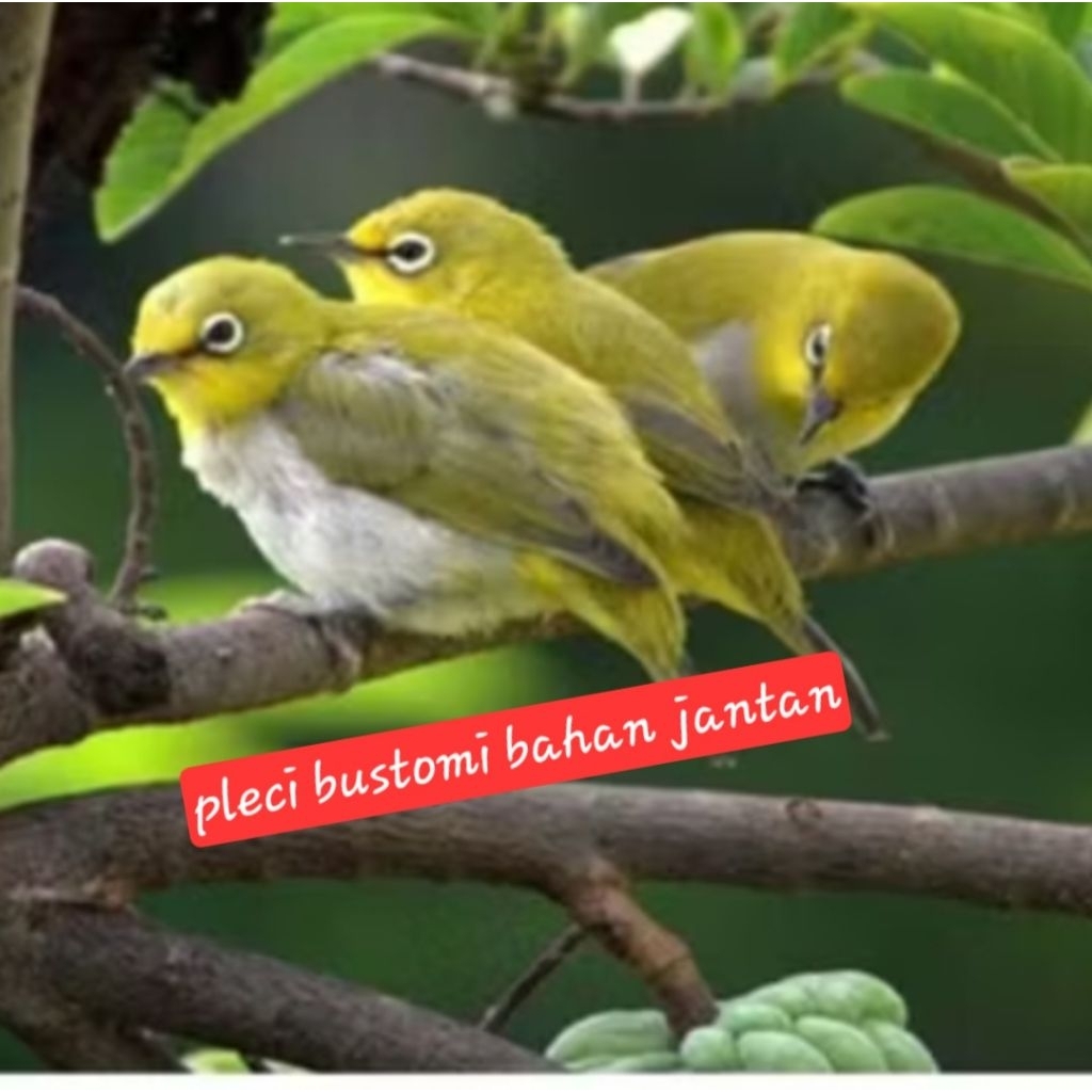 pleci bustomi buxtoni bahan jantan kualitas terbaik