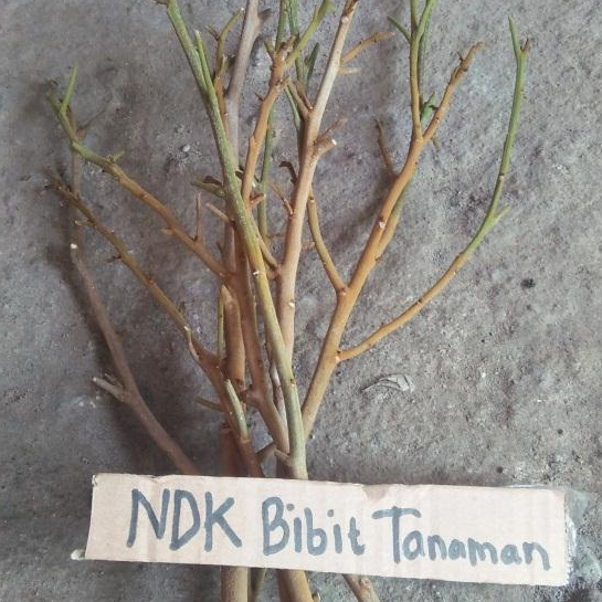 Entres / batang segar kelengkeng mutiara