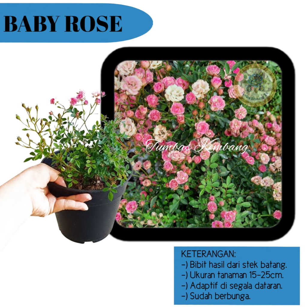 PromoJual Murah Bibit Tanaman Hias Babyrose Pink/Mawar Mini - Unik Super Rimbun Berbunga Lebat Hidup