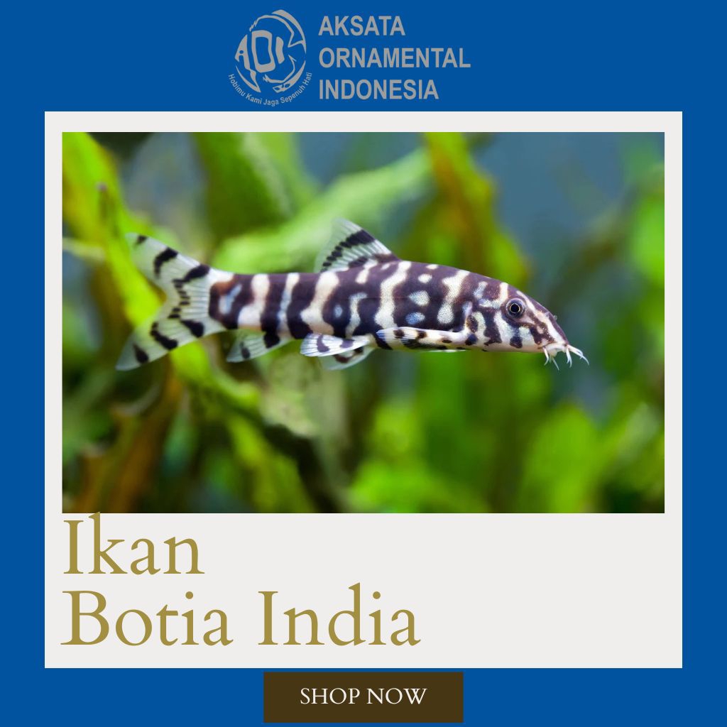 Botia India