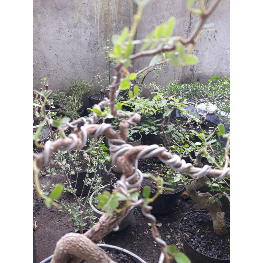 Bonsai Bahan Asem jawa Meliuk Expresionis