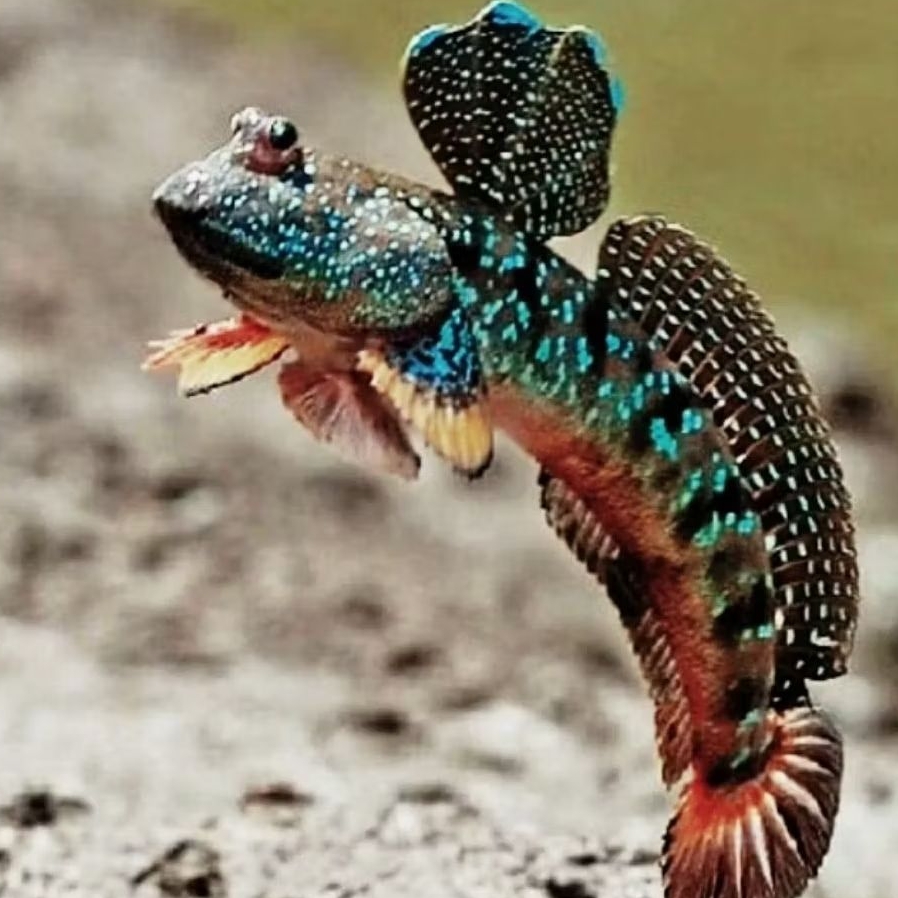 Ikan Glodok - Ikan Mudskipper - Ikan Tembakul