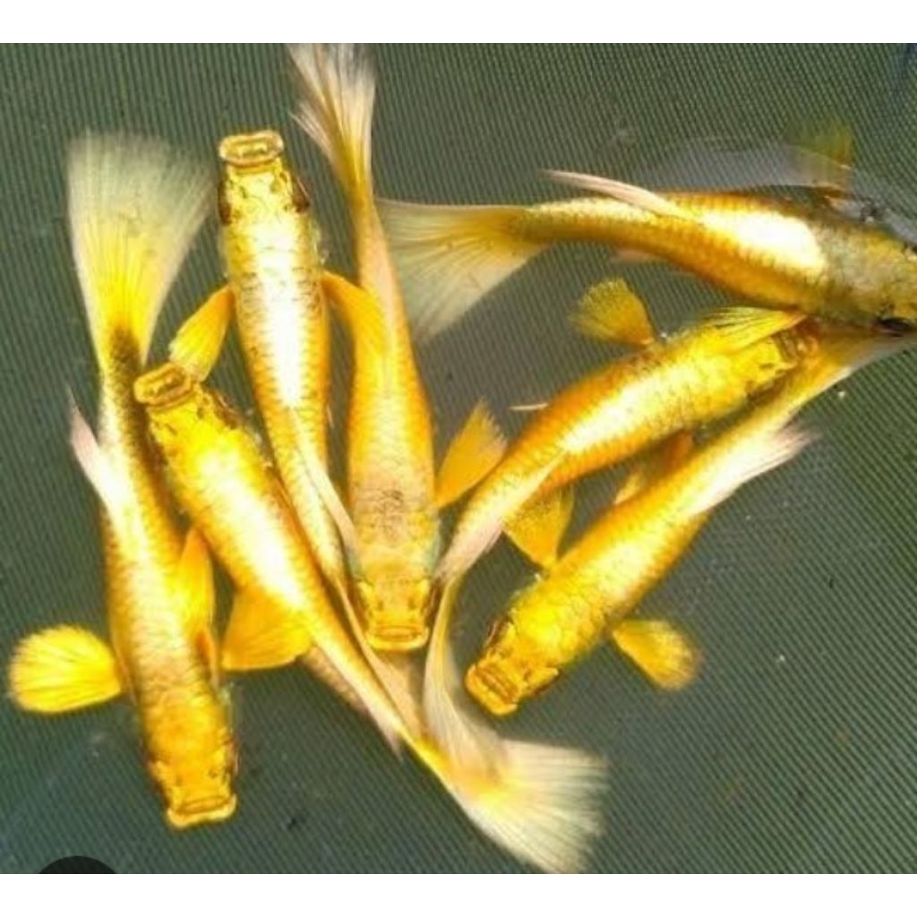 Guppy full gold