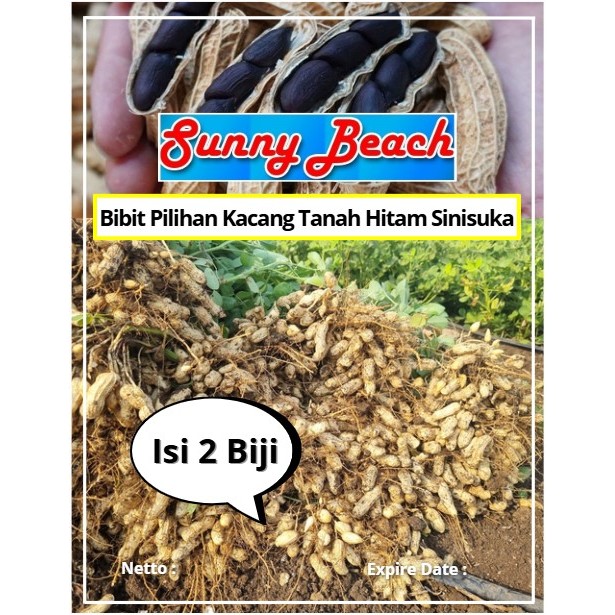 Bibit Pilihan Kacang Tanah Hitam Sinisuka | Biji Benih Kacang Tanah Hitam | Kacang Tanah Hitam