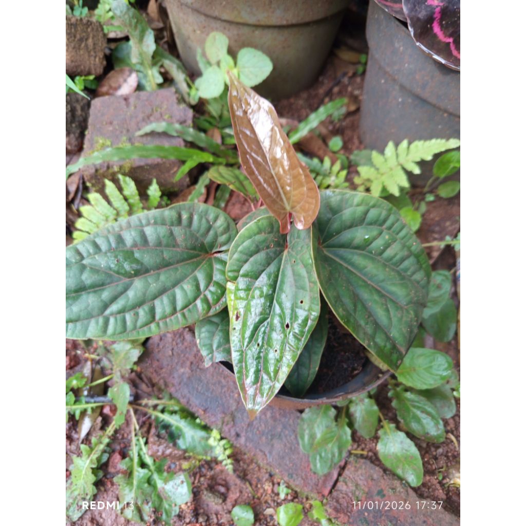 pohon hias anthurium sirih badak