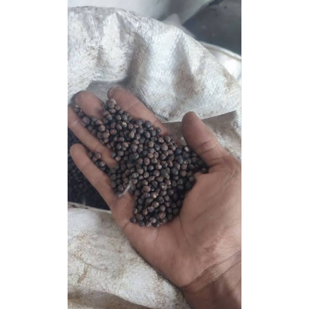 2Kg Biji kapuk rangdu/Biji pohon rangdu kiloan satu kg/Biji kapuk rangdu