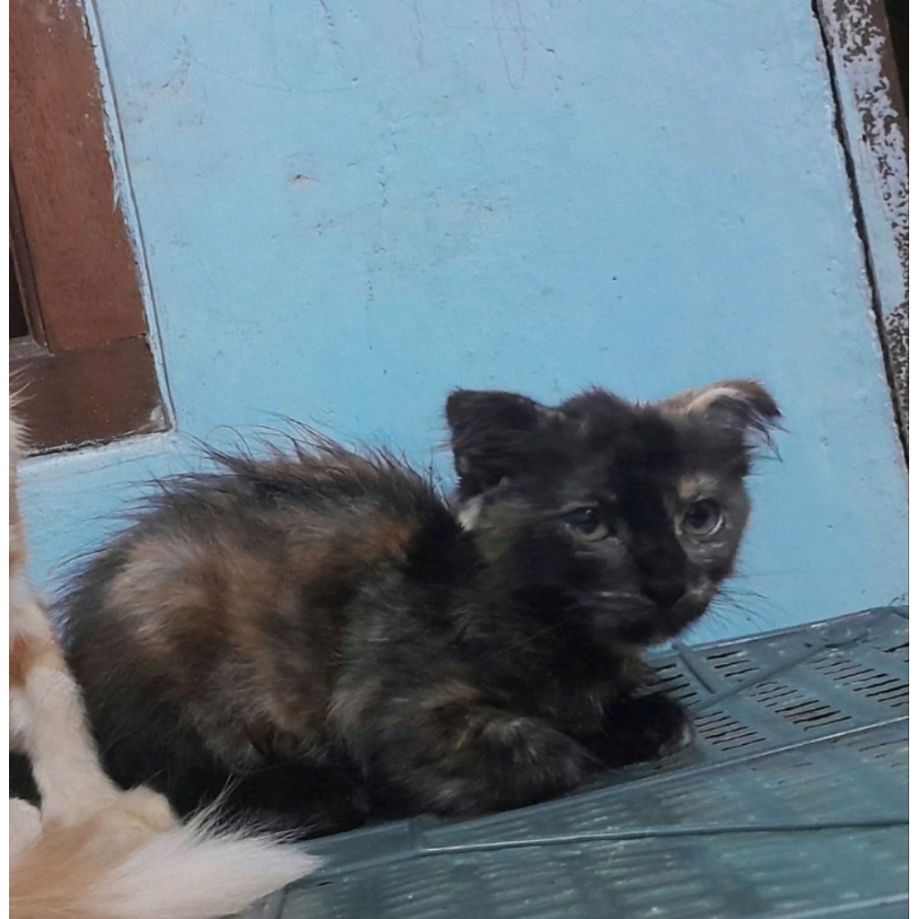 kucing kitten Scottish Fold , Scotish Fold Betina , kitten Scottish Straigth , mix Mc.