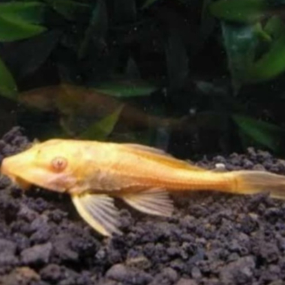 Sapu sapu Albino | ikan sapu sapu albino untuk pembersih aquarium