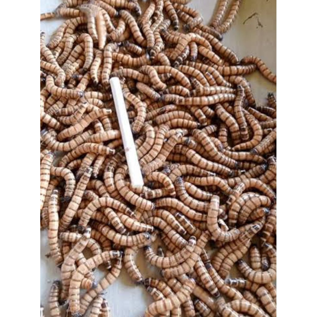 ulat hongkong kering 1 kg