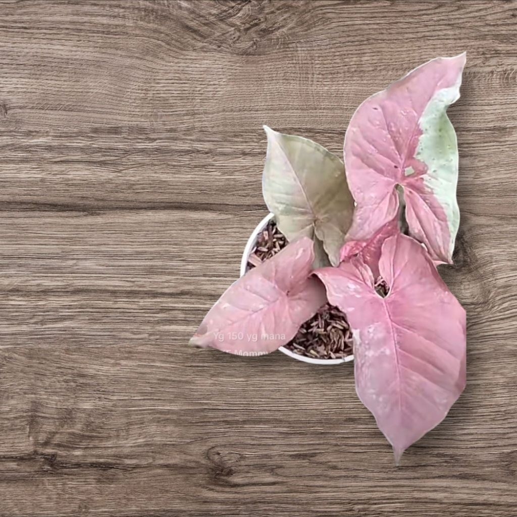 Syngonium Pink Candy dan Pink Lava