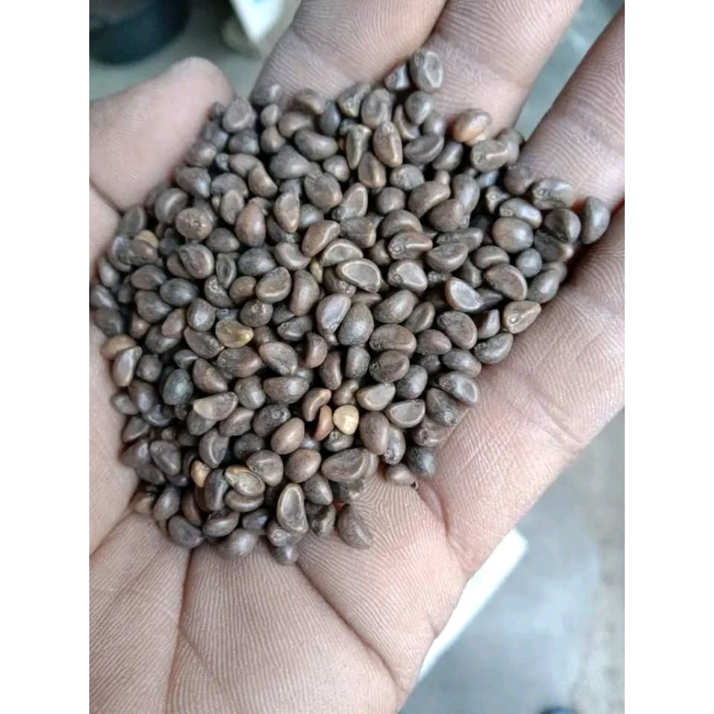 Benih Kangkung Daun Sempit Curah