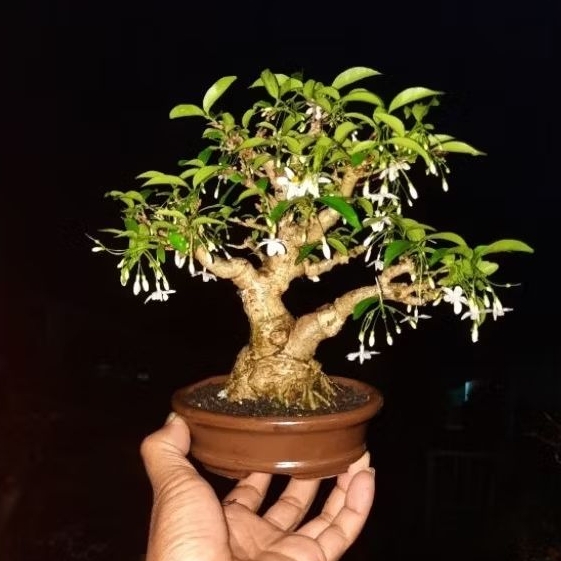 bonsai anput mame