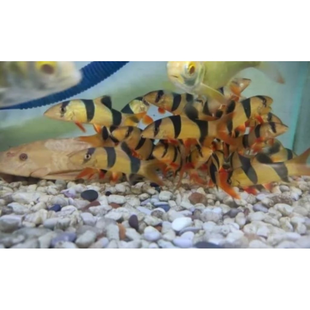 IKAN HIAS BOTIA KALIMANTAN SIZE S