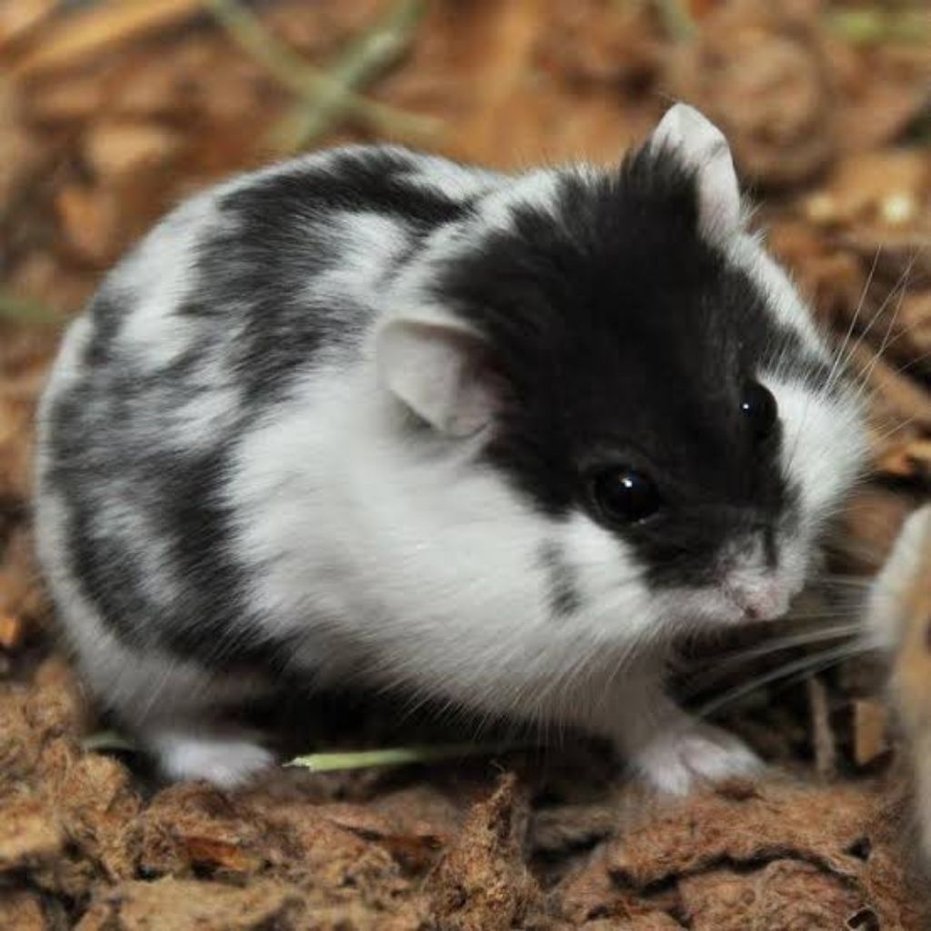 Hamster cambel panda