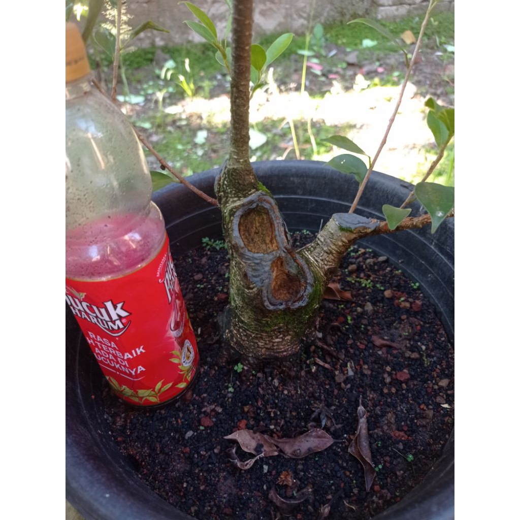 Bahan bonsai kimeng programan