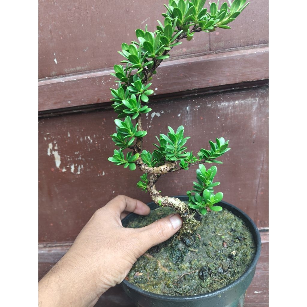 (sesuai gambar) Santigi mawar super semai biji