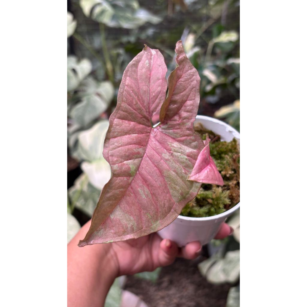 syngonium pink candy