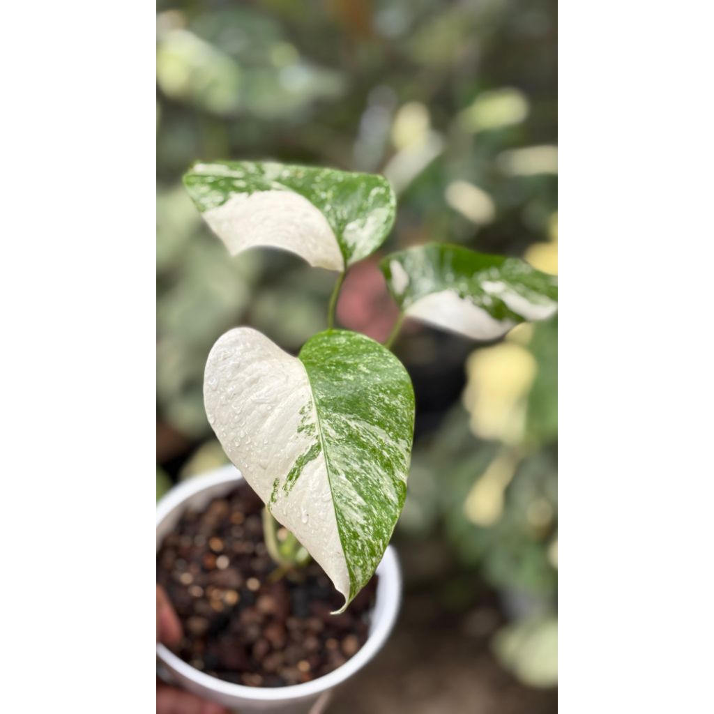 monstera variegata white tiger