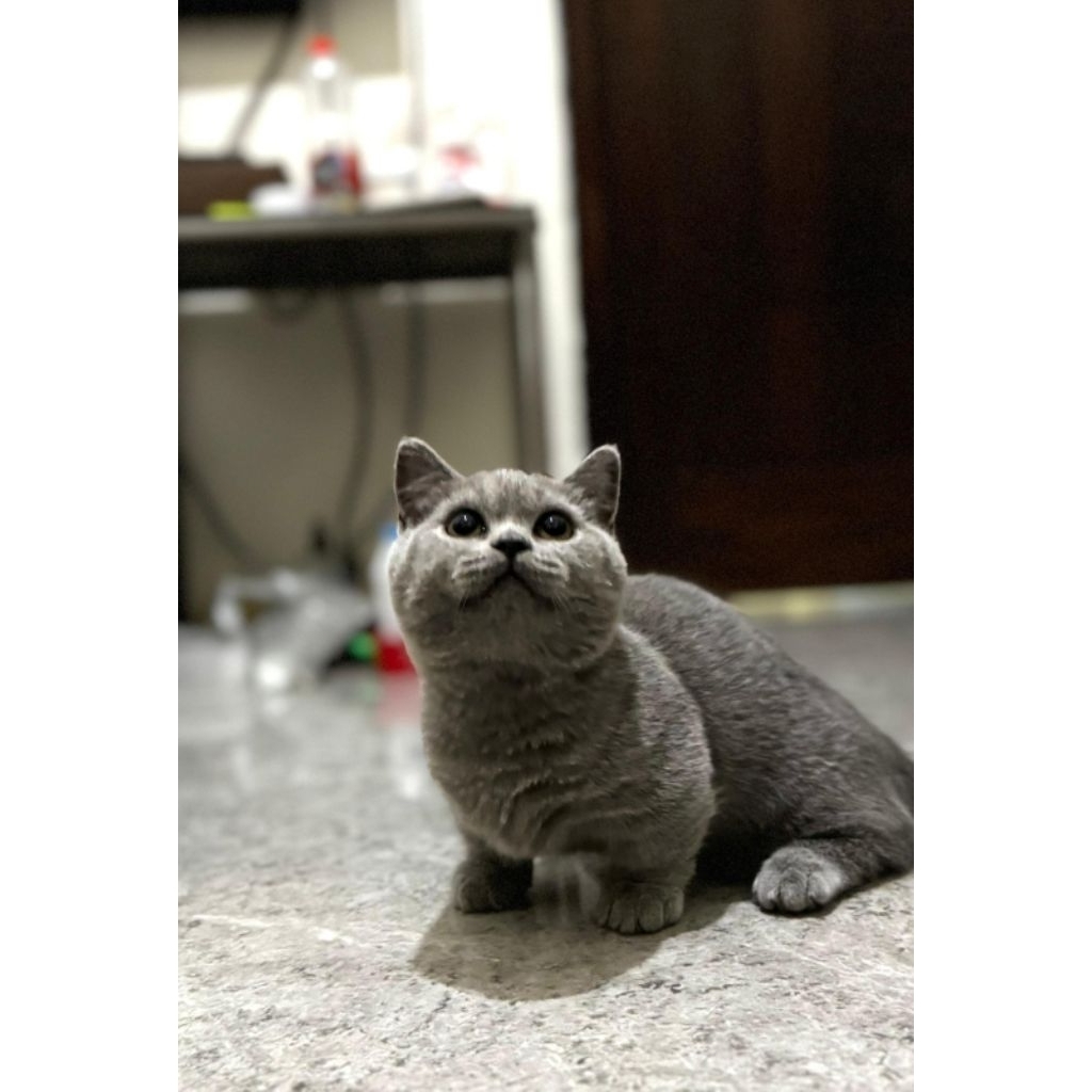 BSH munchkin jantan