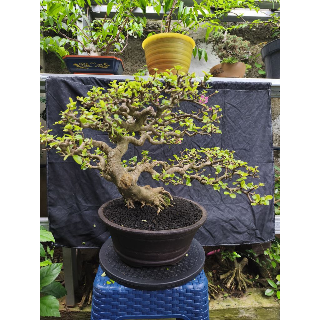 bonsai sianci / bonsai sianci barbados / bonsai cherry barbados