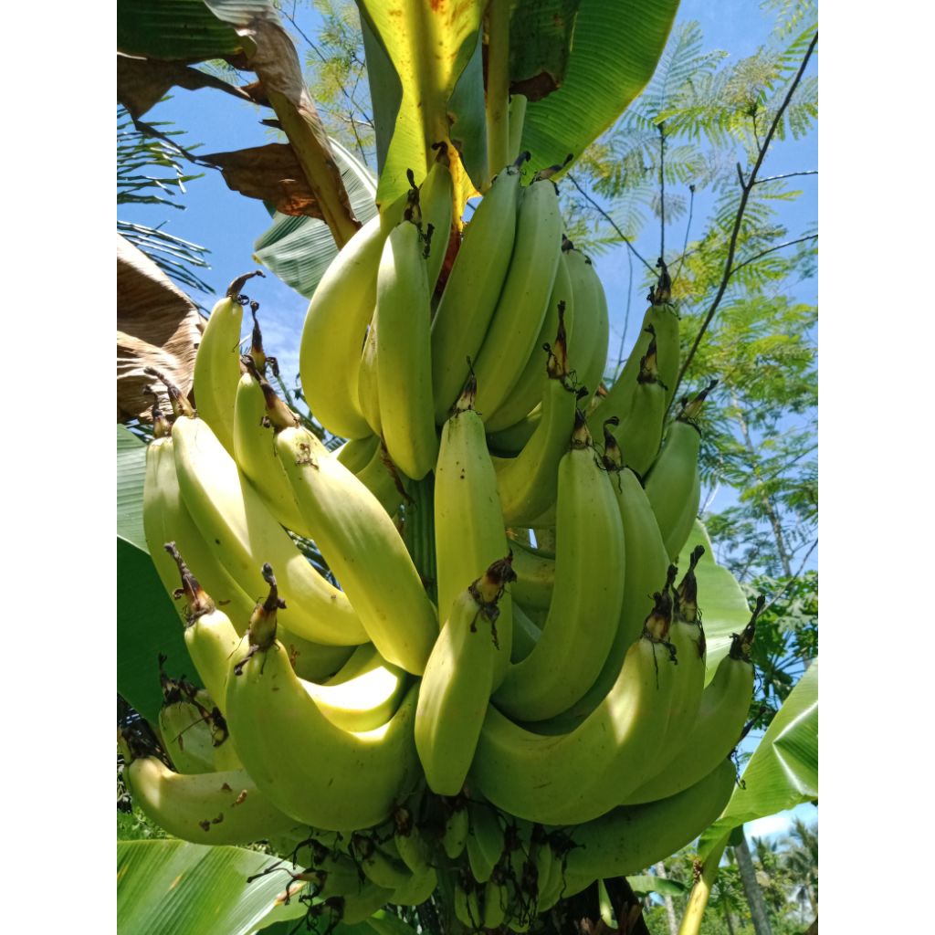 buah pisang tanduk 1 sisir