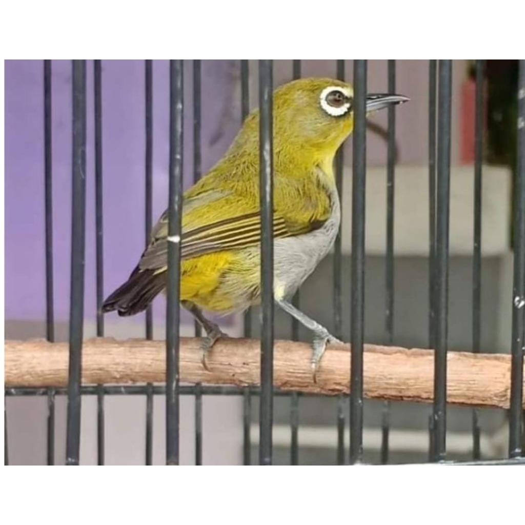 pleci bustomi bunyi jantan mulus