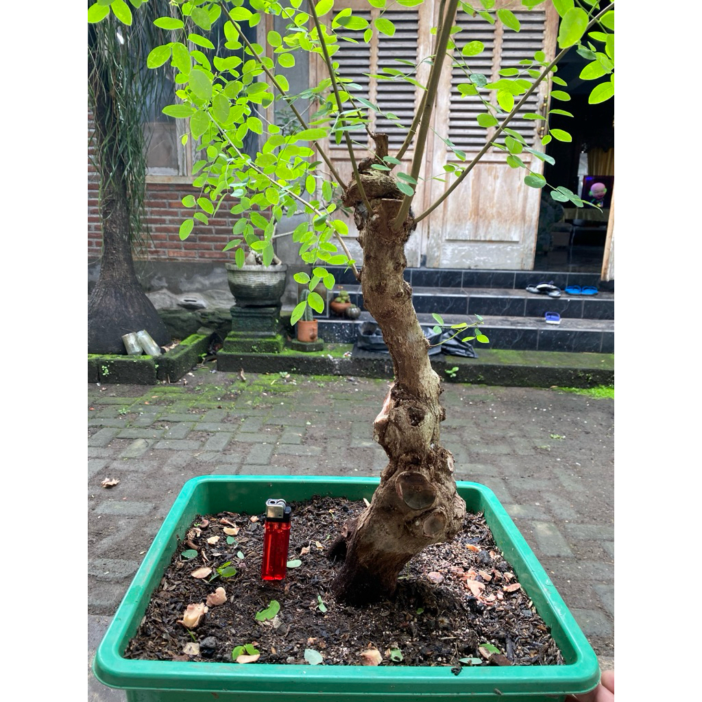 Bahan Bonsai Ileng-ileng / Mangsian / Phylantus reticulatus
