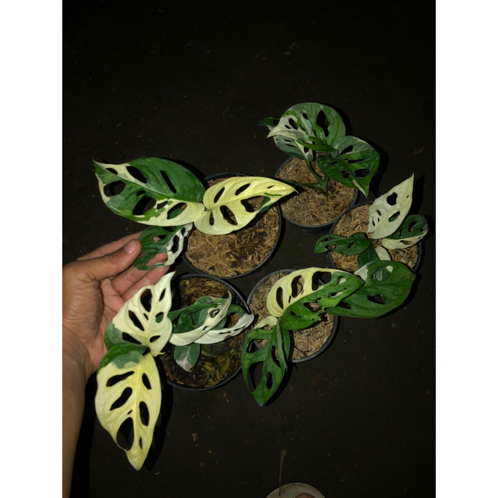 Tanaman Hias Monstera Janda Bolong Variegata jepang /   Janda Bolong Var Jepang / Janda Bolong Acumi