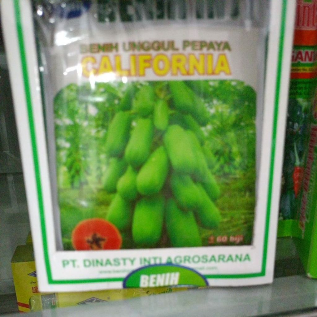 Benih Bibit Pepaya California isi 1 gram 60 butir, Butir Kadaluarsa 2027 - Cap Panah Merah