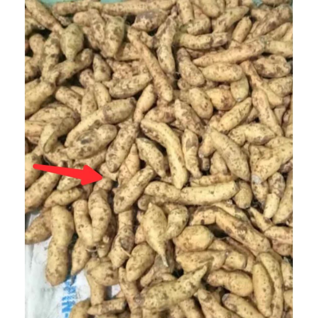 Ubi Cilembu 1kg