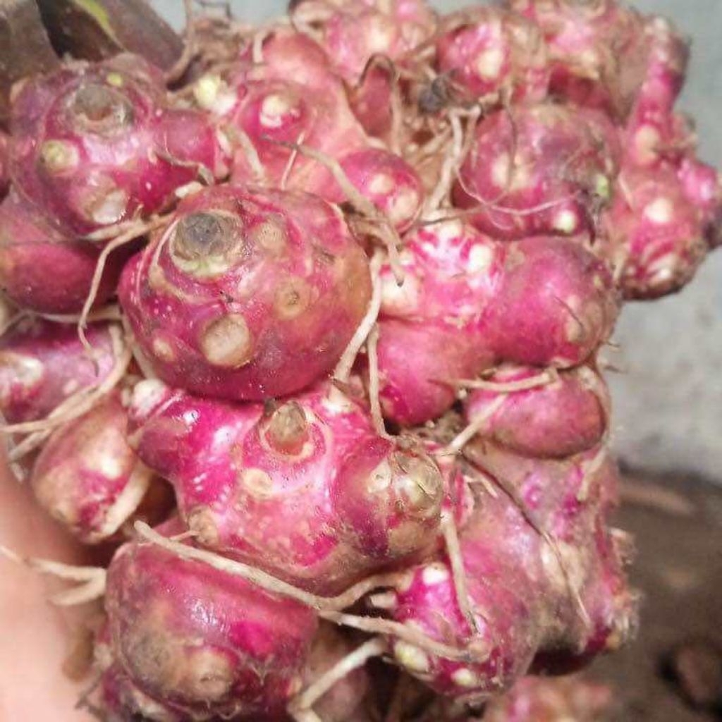 100 grm/250 grm/500grm/1000grm RIMPANG BIBIT UMBI YAKON ASLI WONOSOBO SIAP TANAM TERMURAH