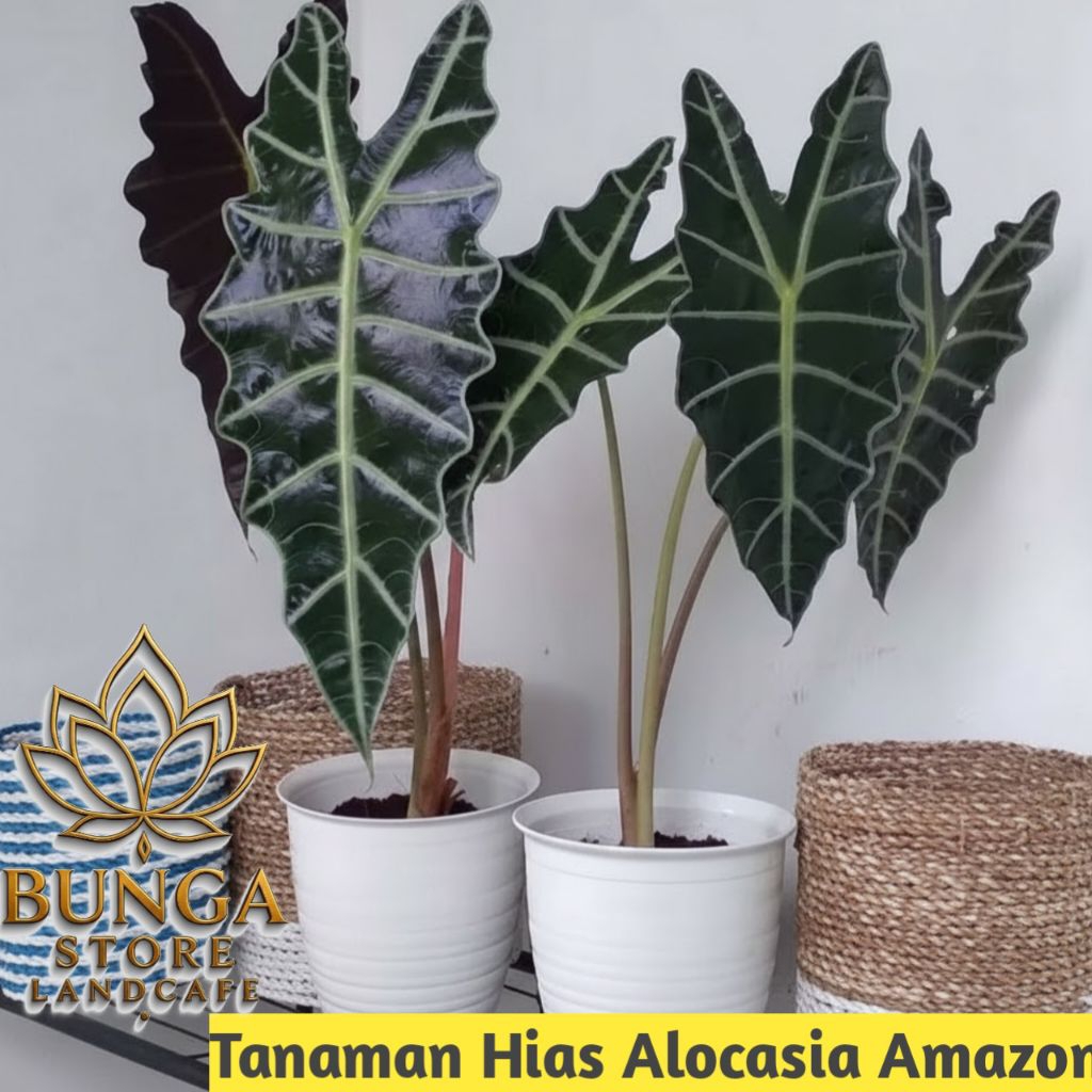 Tanaman hias alocasia amazon - Caladium amazon