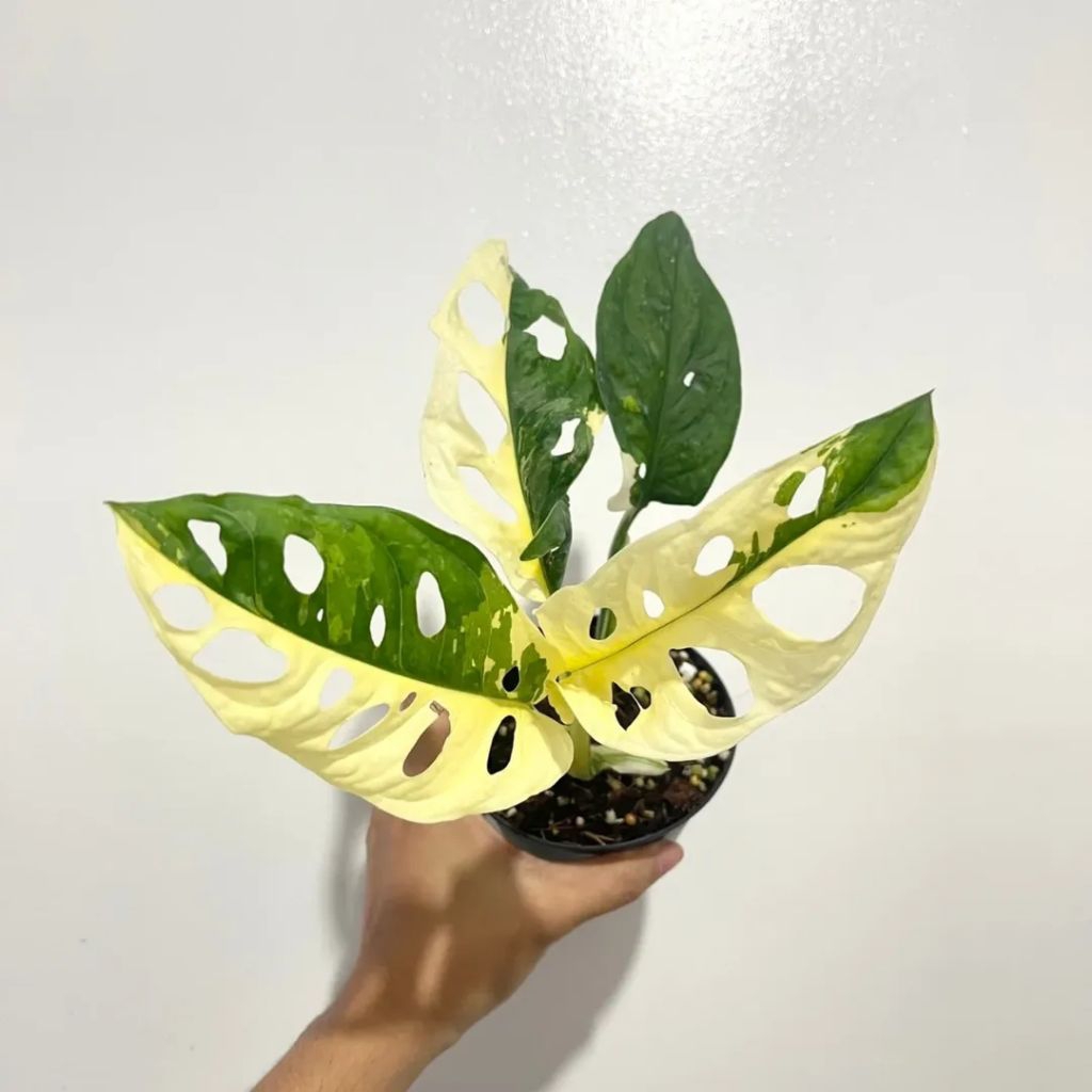 Janda bolong varigata jepang mewah import / Monstera Adansonii variegata japan / janbol var jepang