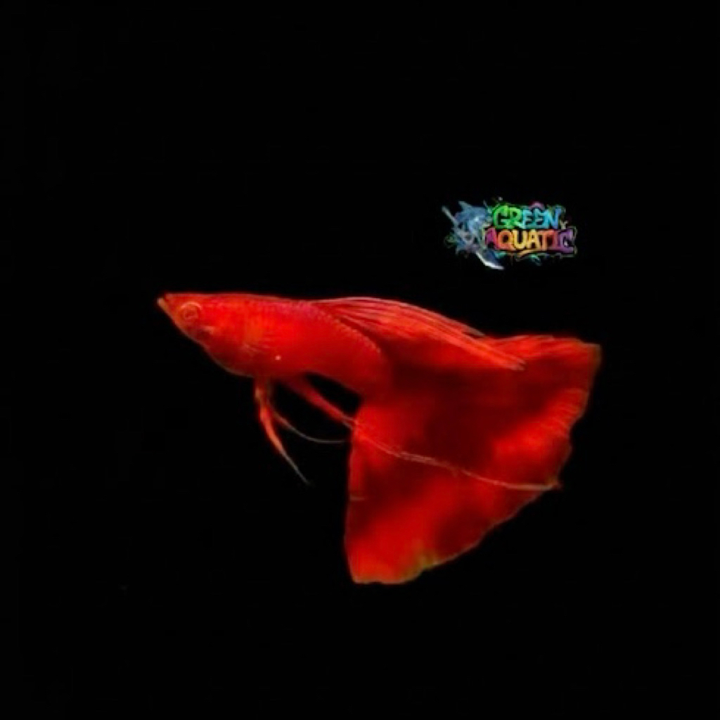 HIASAN AQUARIUM GUPPY ALBINO FULL RED EAR RIBBON ( AFR RIBBON)