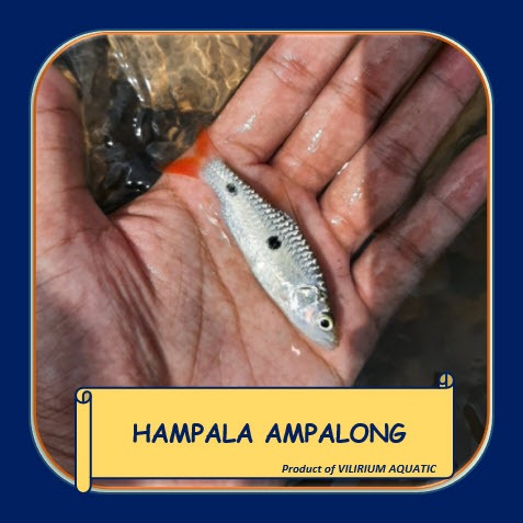 IKAN HIAS AIR TAWAR - HAMPALA AMPALONG (IKAN TANKMATE PREDATOR)