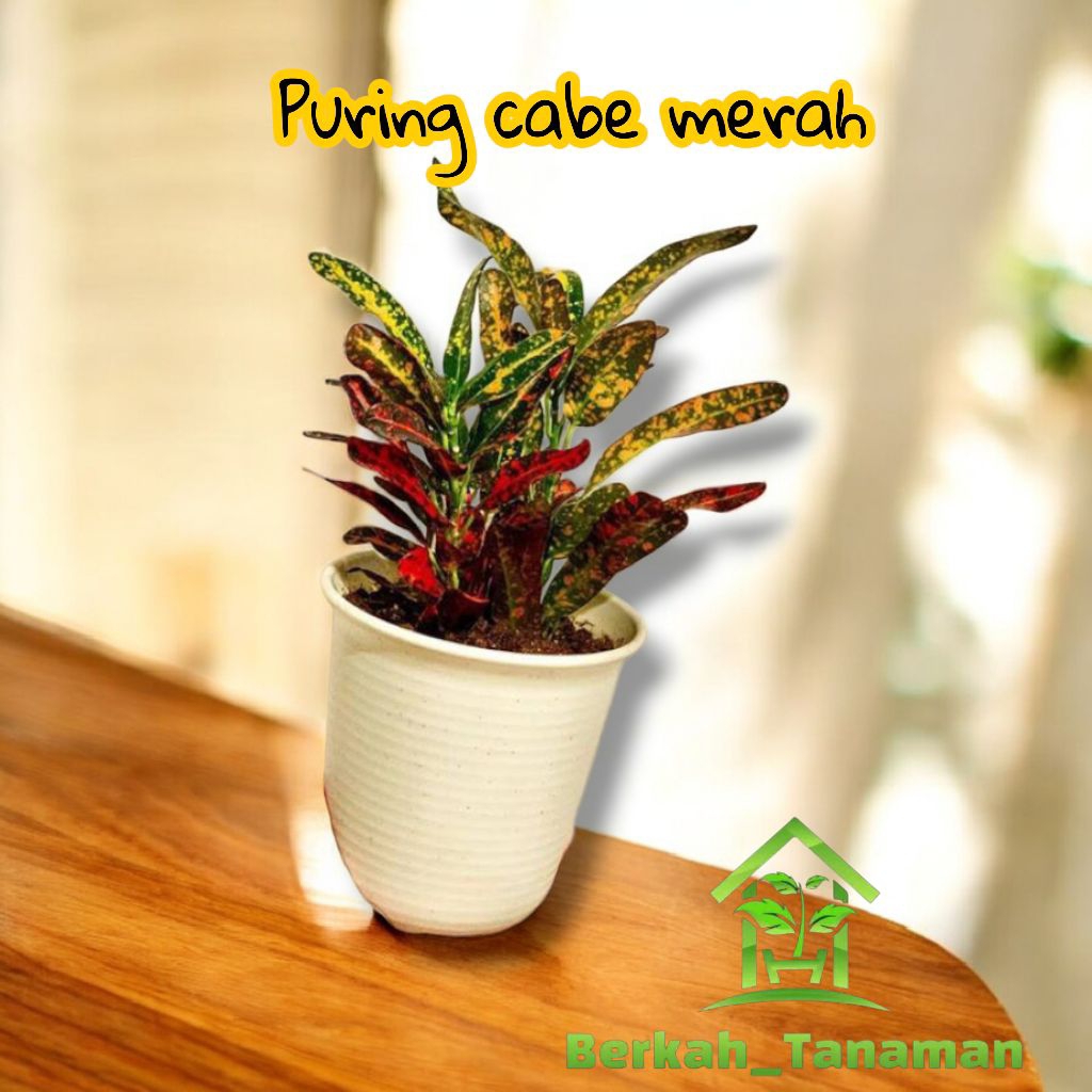 tanaman hias puring cabai - puring cabe - tanaman puring-puring