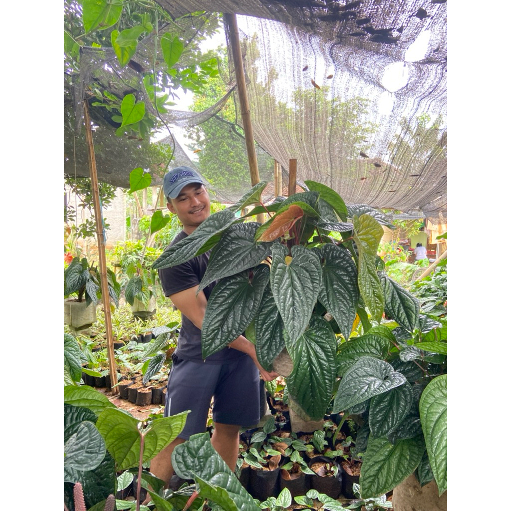 Tanaman Hias Anthurium Sirih Radicans Jumbo
