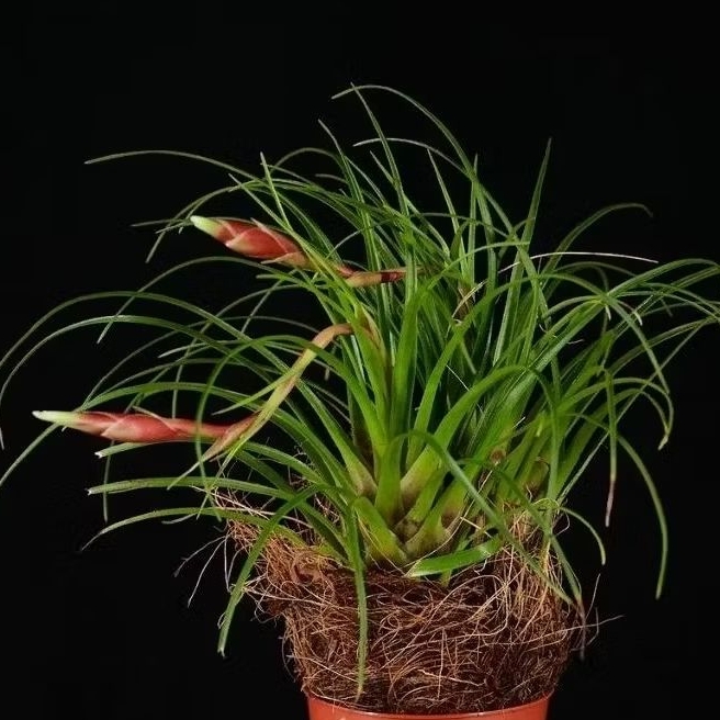 Tanaman Bromelia Vriesea Correia Araujoi / Vriesea Bromeliad / Bromelia Pensil / Bromelia Lilin daun