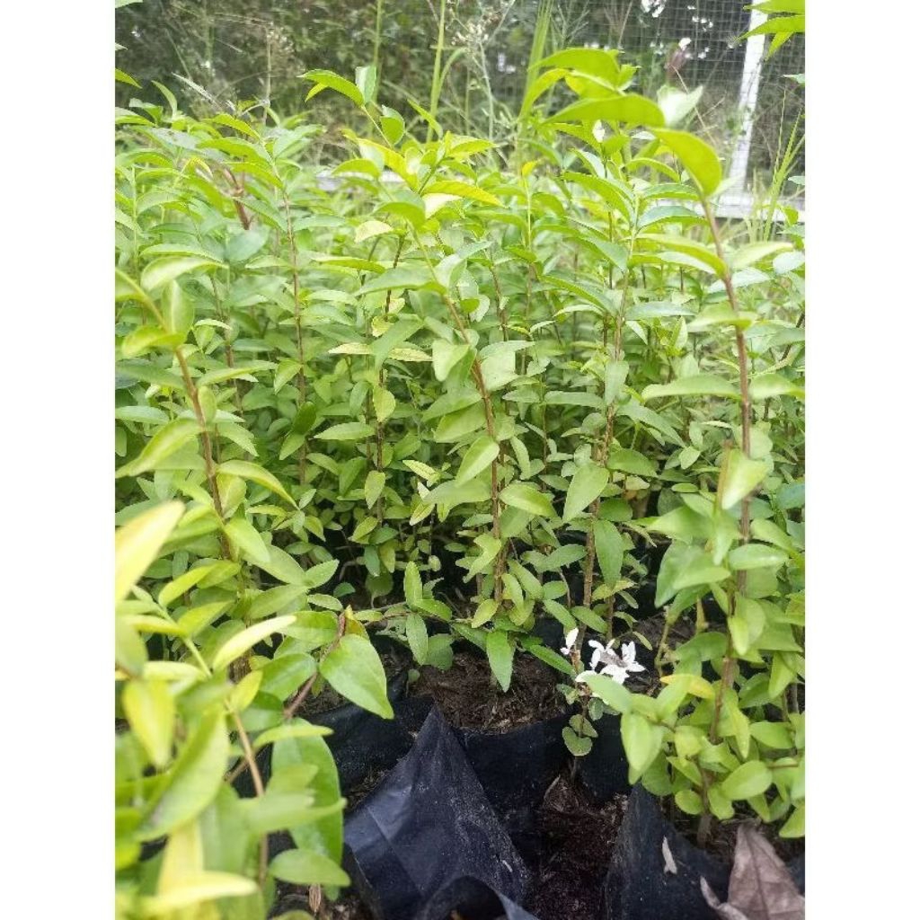 bibit anting putri 50cm 1m bahan bonsai anting putri biji anput semai bibit anput semai biji cangkok