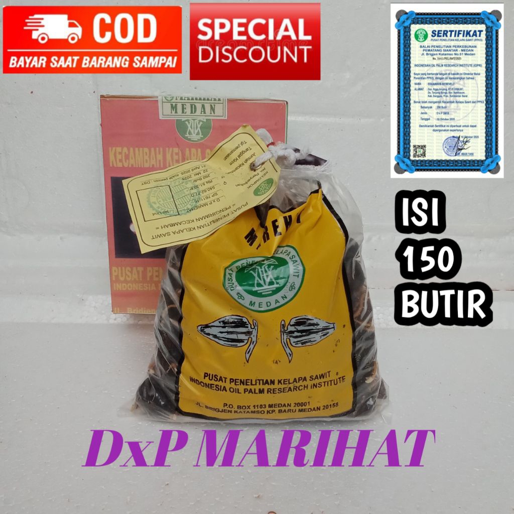 benih kecambah kelapa sawit DxP MARIHAT unggul isi 150 butir