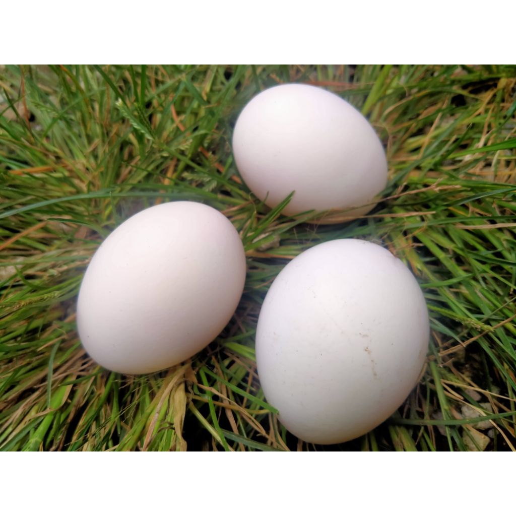 Telur tetas Ayam White Leghorn