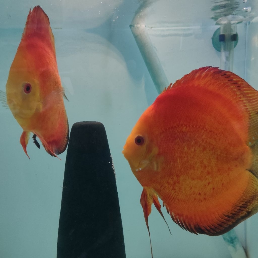 Ikan Hias Akuarium Indukan Discus Red Melon 6in dan 4in