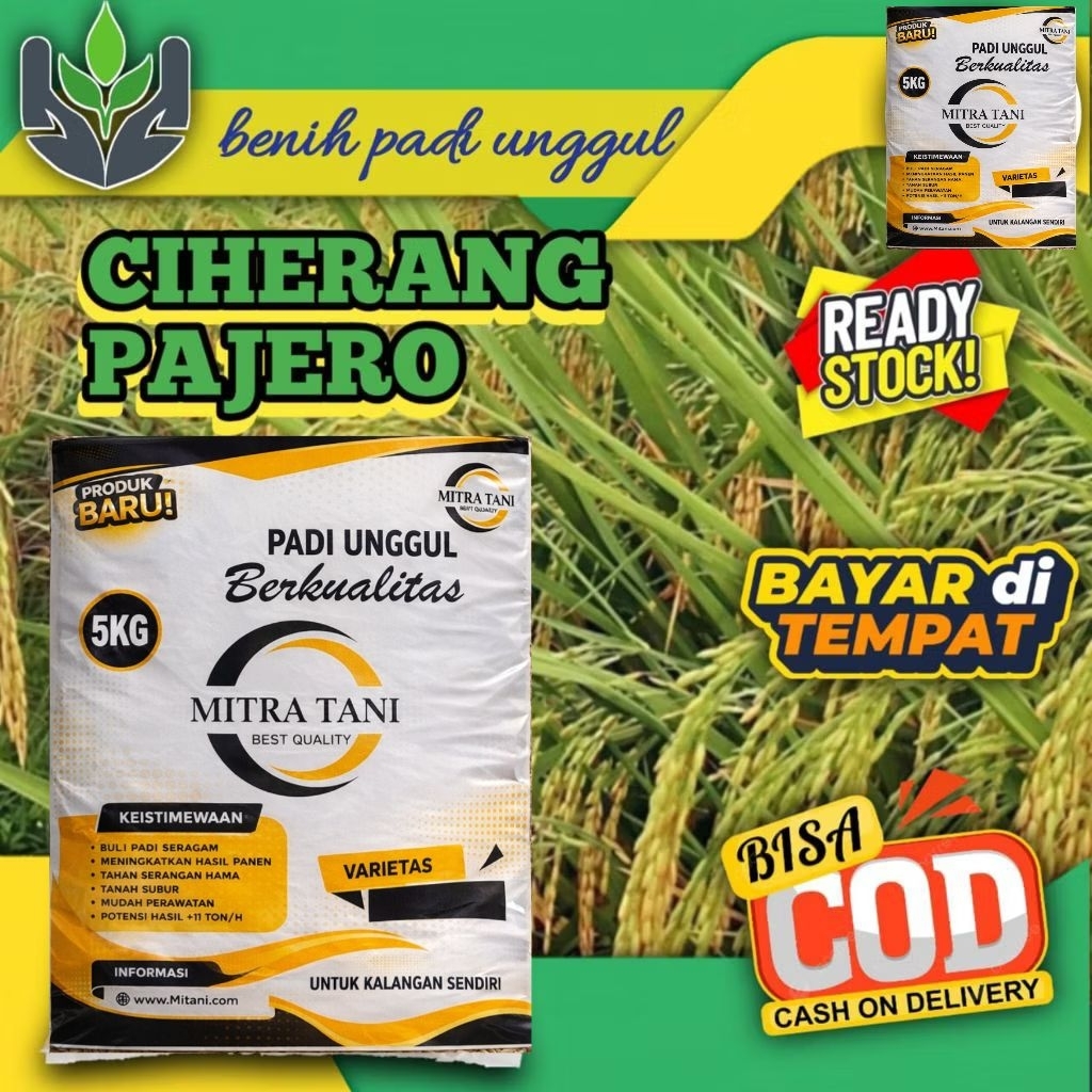 BENIH PADI BERKUALITAS CIHERANG PAJERO 5KG